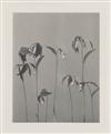 LINCOLN, EDWIN HALE (1828-1938) Suite of 20 photographs from ""Wildflowers of New England.""